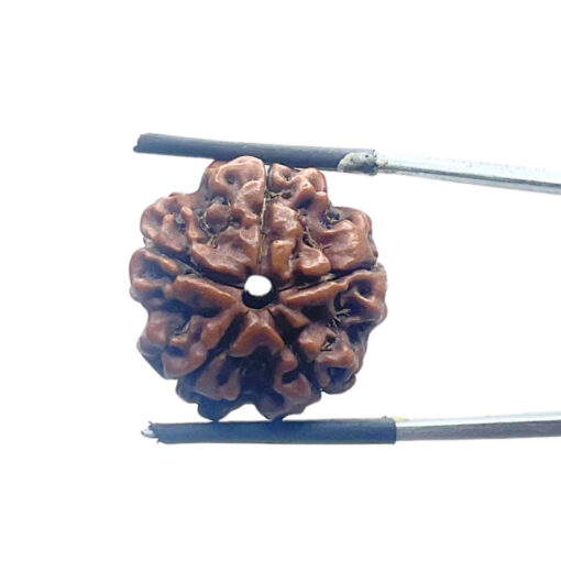 5 Mukhi Nepal Rudraksha - (22.15 MM)