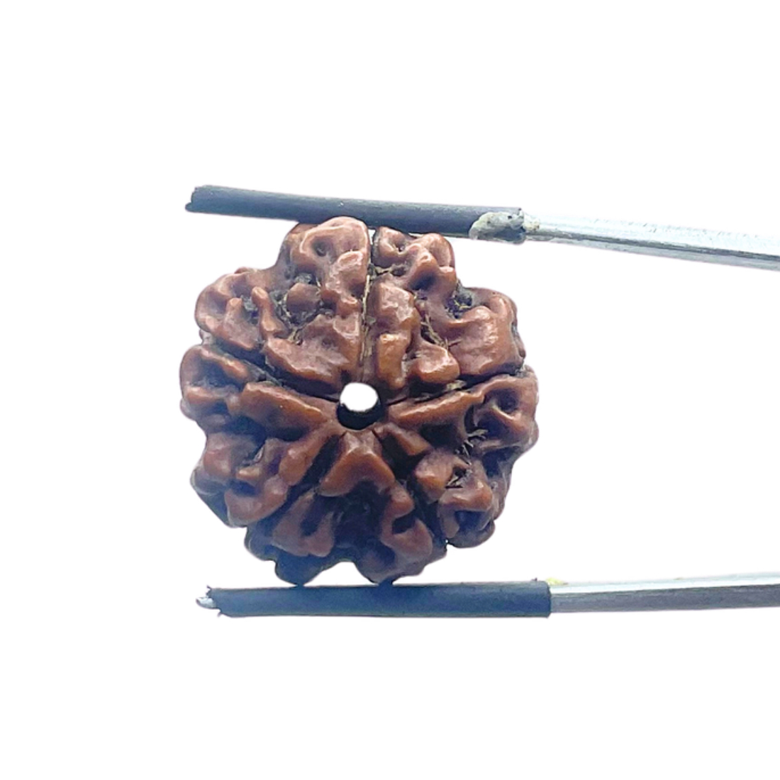 5 Mukhi Nepal Rudraksha - (22.15 MM)