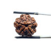 5 Mukhi Nepal Rudraksha – (18.70 MM)