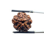 5 Mukhi Nepal Rudraksha – (18.70 MM)