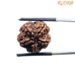 5 Mukhi Nepal Rudraksha – (18.70 MM)