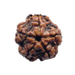 5 Mukhi Nepal Rudraksha – (18.70 MM)