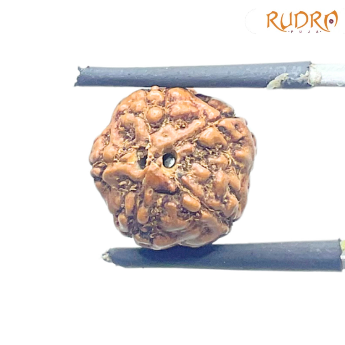 5 Mukhi Rudraksha Nepal - (14.08 mm)