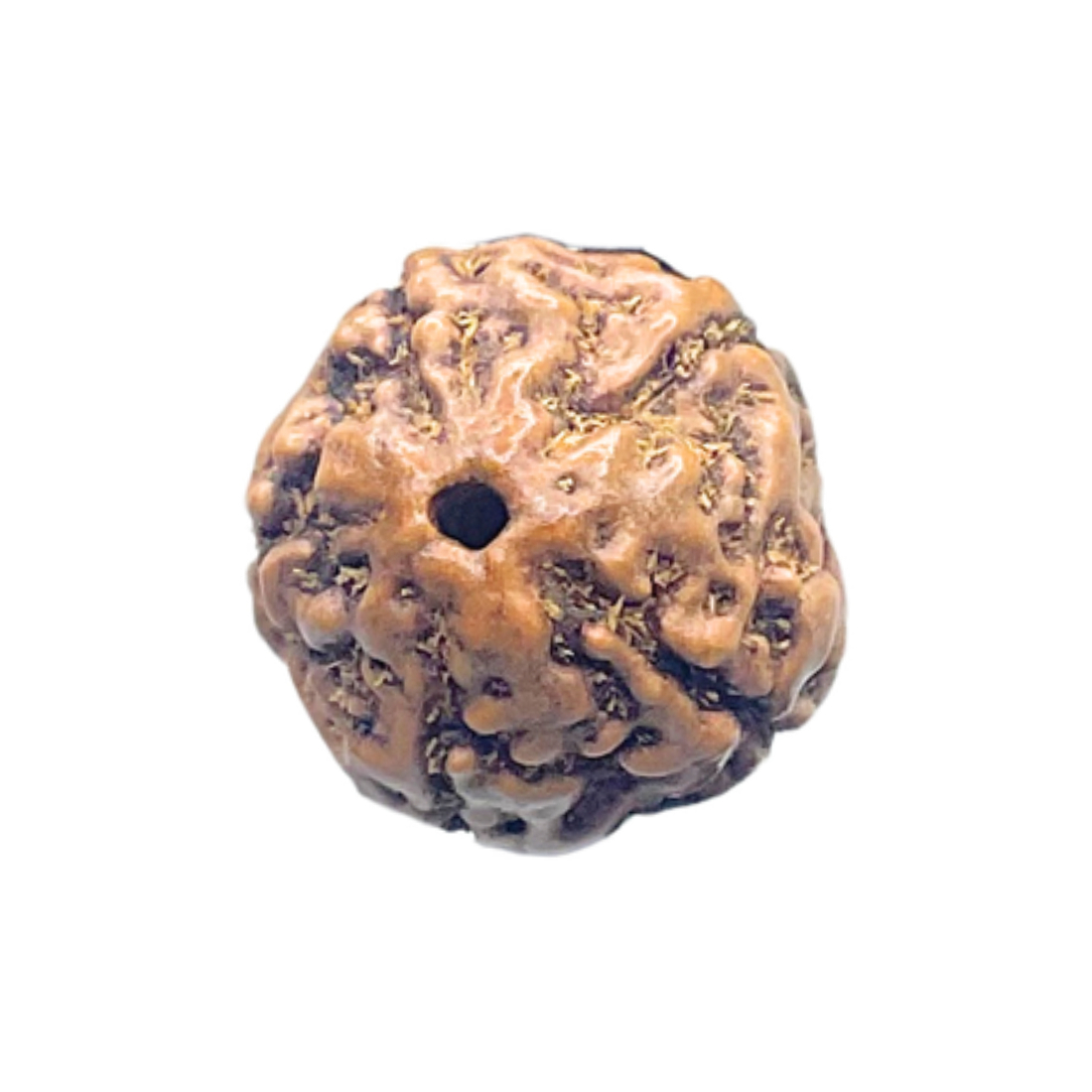 5 Mukhi Rudraksha Nepal - (14.08 mm)