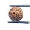 5 Mukhi Rudraksha Nepal - (14.08 mm)