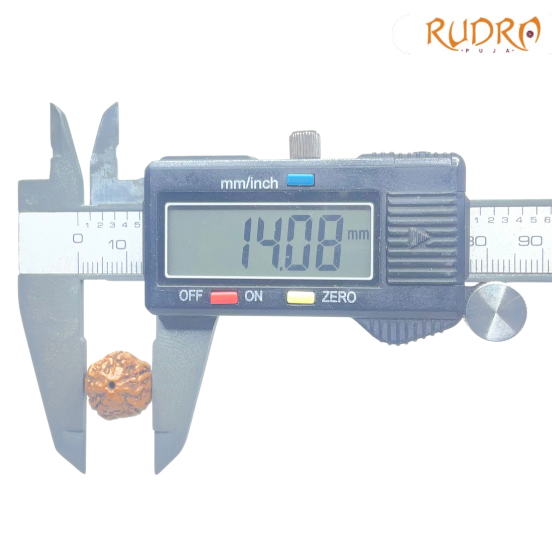 5 Mukhi Rudraksha Nepal - (14.08 mm)