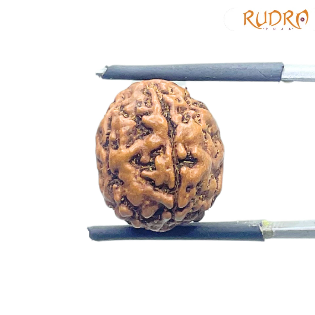 5 Mukhi Rudraksha Nepal - (14.08 mm)