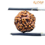 5 Mukhi Rudraksha Nepal - (14.22 mm)