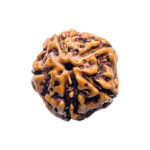5 Mukhi Rudraksha Nepal - (14.22 mm)