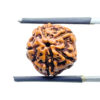 5 Mukhi Rudraksha Nepal - (14.22 mm)
