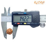 5 Mukhi Rudraksha Nepal - (14.22 mm)