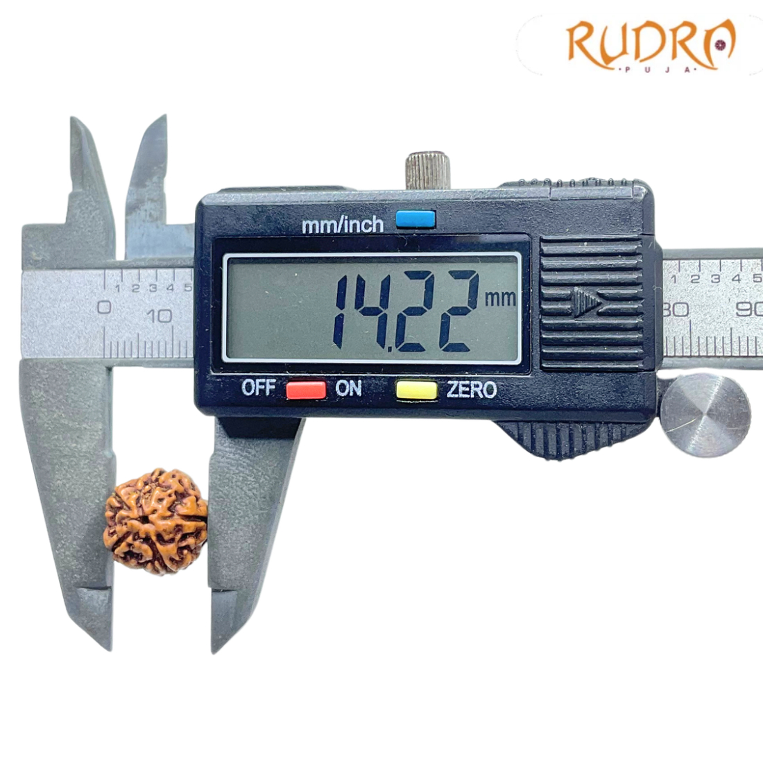 5 Mukhi Rudraksha Nepal - (14.22 mm)