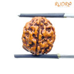 5 Mukhi Rudraksha Nepal - (14.22 mm)