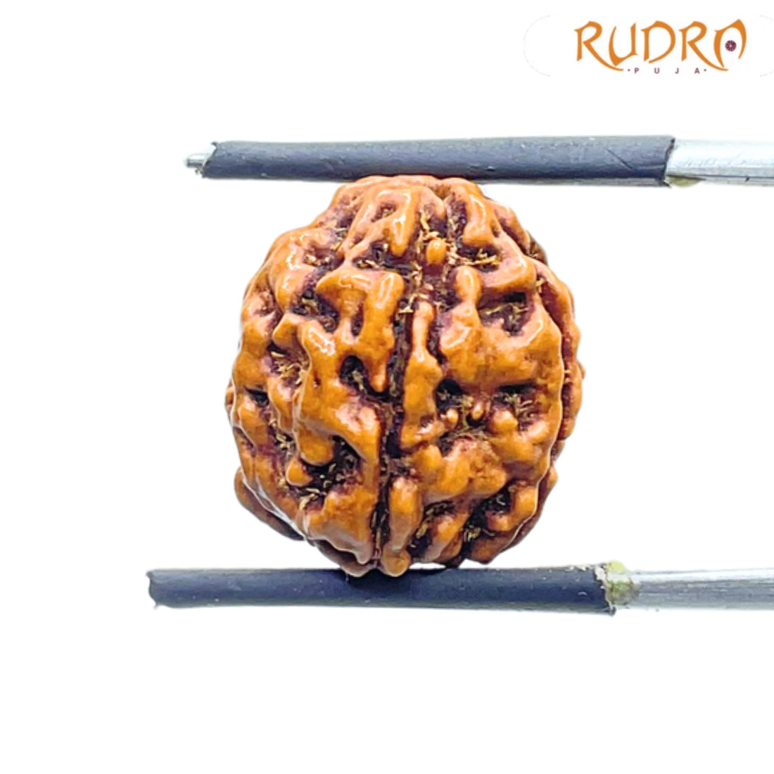 5 Mukhi Rudraksha Nepal - (14.22 mm)