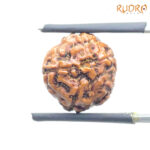 5 Mukhi Rudraksha Nepal - (14.83 mm)