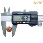 5 Mukhi Rudraksha Nepal - (14.83 mm)
