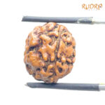 5 Mukhi Rudraksha Nepal - (14.83 mm)