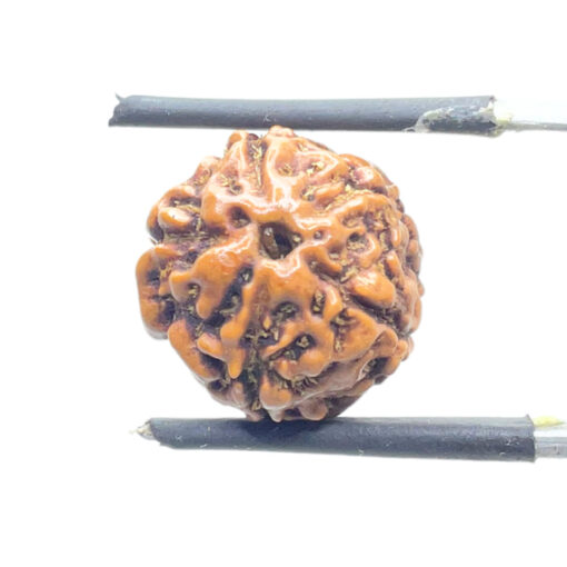 5 Mukhi Rudraksha Nepal - (14.83 mm)
