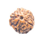 5 Mukhi Rudraksha Nepal - (14.83 mm)