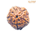 5 Mukhi Rudraksha Nepal - (14.88 mm)