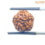 5 Mukhi Rudraksha Nepal - (14.88 mm)