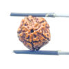 5 Mukhi Rudraksha Nepal - (14.88 mm)