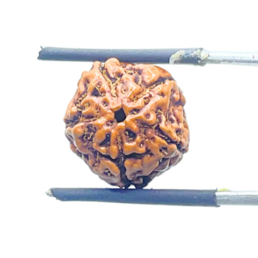 5 Mukhi Rudraksha Nepal - (14.88 mm)