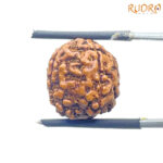 5 Mukhi Rudraksha Nepal - (14.88 mm)