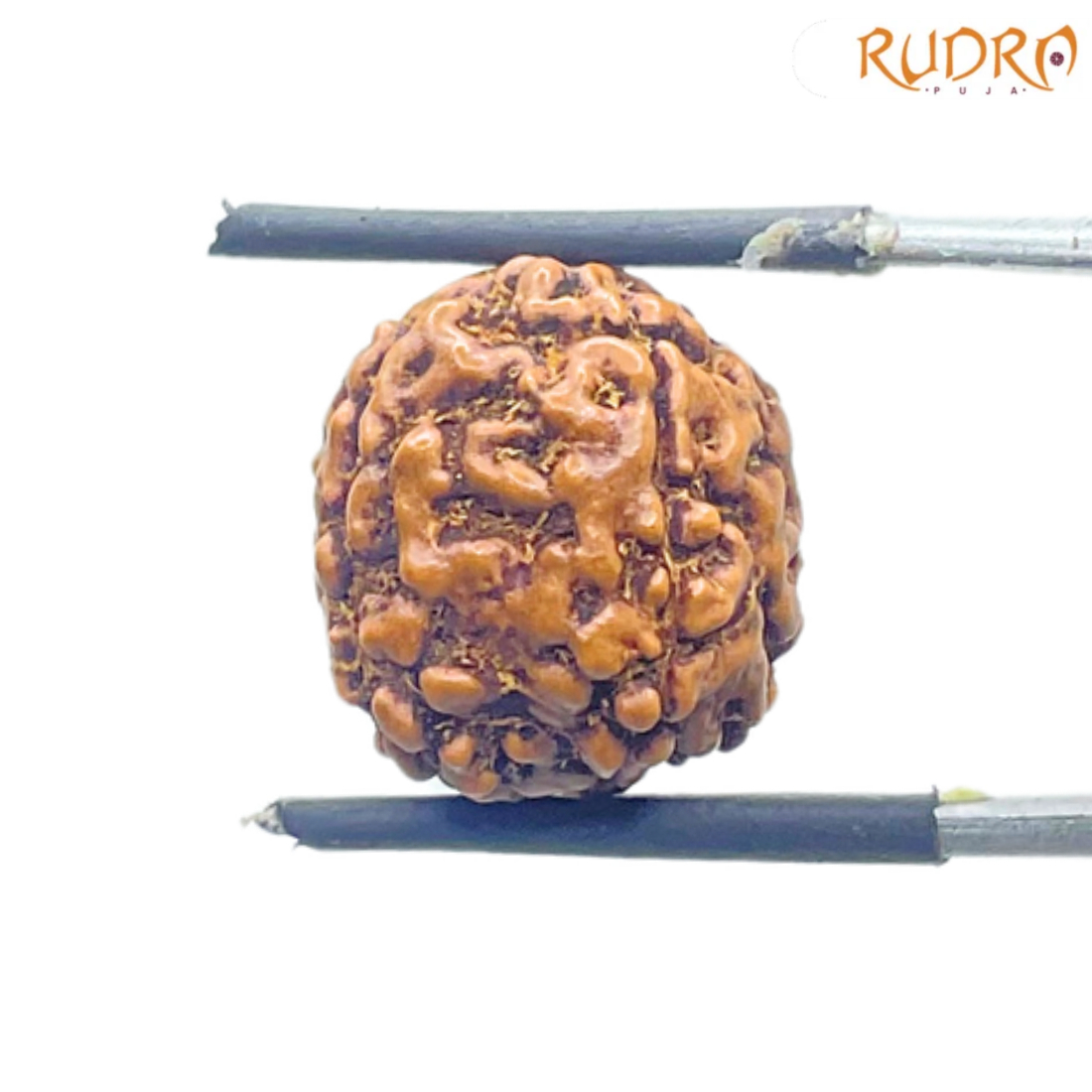 5 Mukhi Rudraksha Nepal - (14.88 mm)