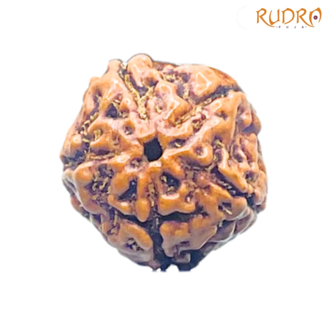 5 Mukhi Rudraksha Nepal - (14.88 mm)
