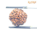 5 Mukhi Rudraksha Nepal - (15.20 mm)