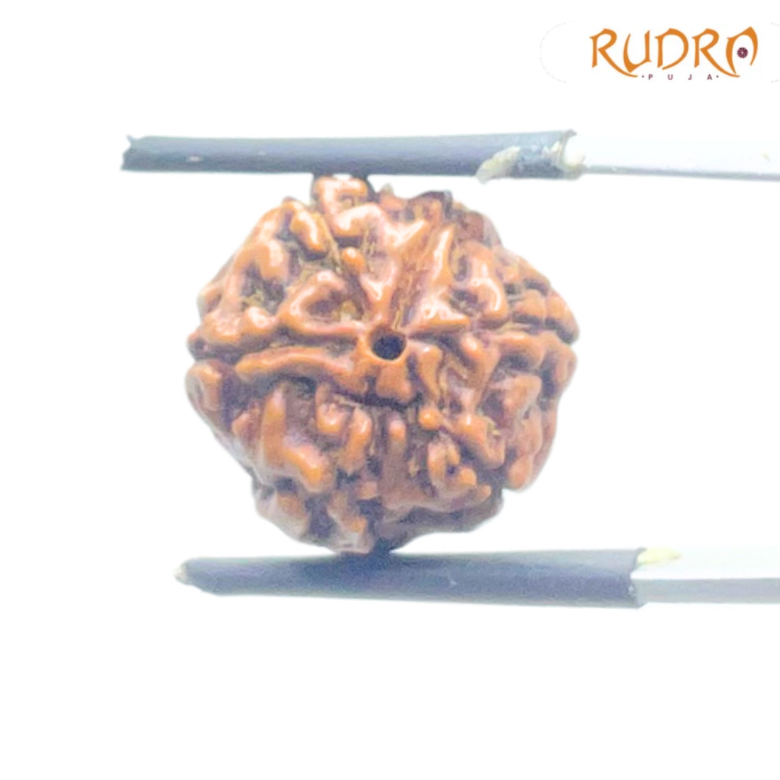 5 Mukhi Rudraksha Nepal - (15.20 mm)