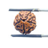 5 Mukhi Rudraksha Nepal - (15.20 mm)