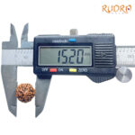5 Mukhi Rudraksha Nepal - (15.20 mm)