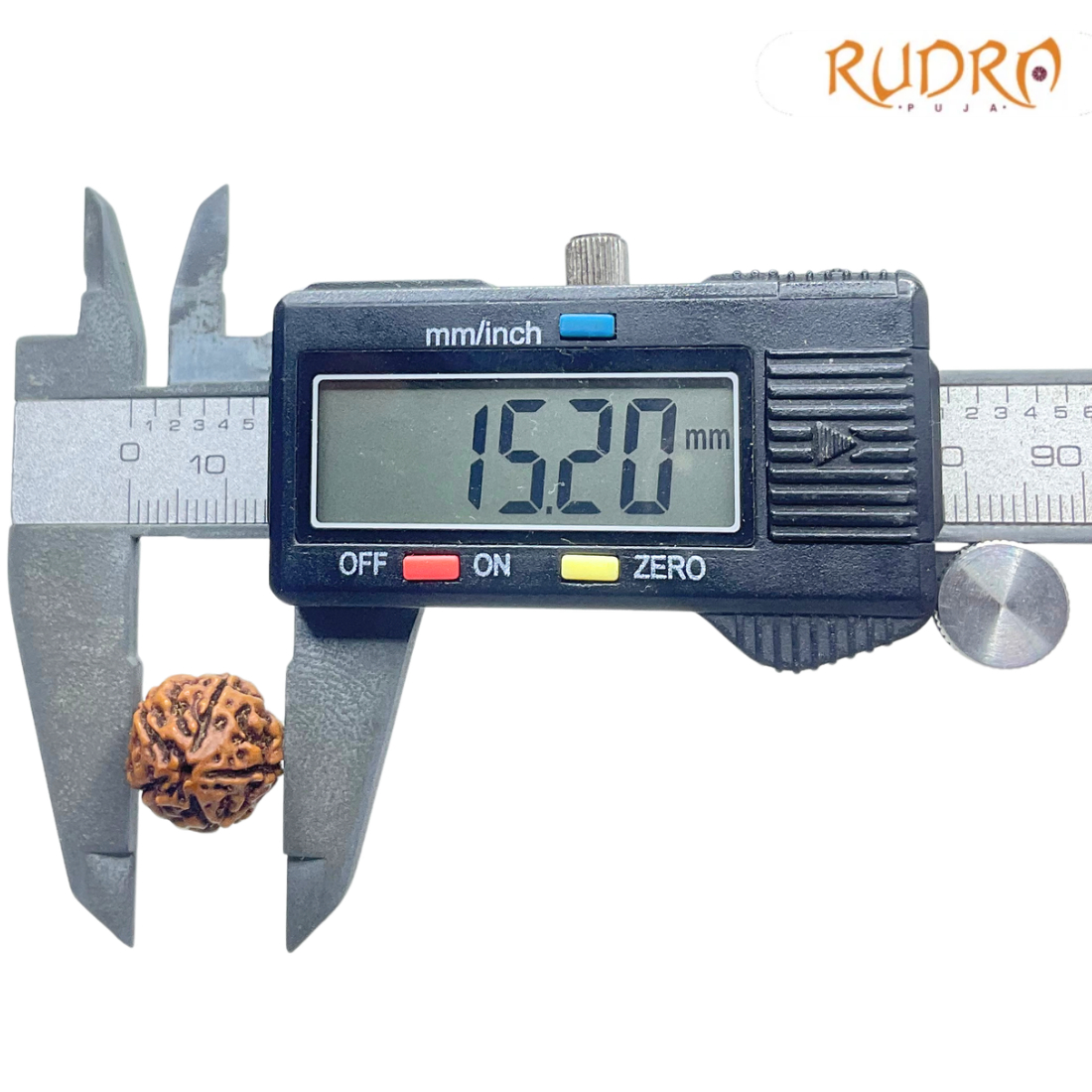 5 Mukhi Rudraksha Nepal - (15.20 mm)