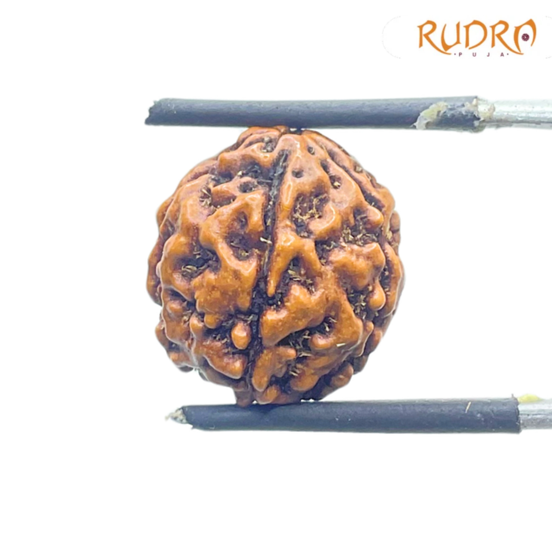 5 Mukhi Rudraksha Nepal - (15.20 mm)