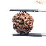 5 Mukhi Rudraksha Nepal - (15.68 mm)