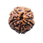 5 Mukhi Rudraksha Nepal - (15.68 mm)