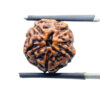 5 Mukhi Rudraksha Nepal - (15.68 mm)