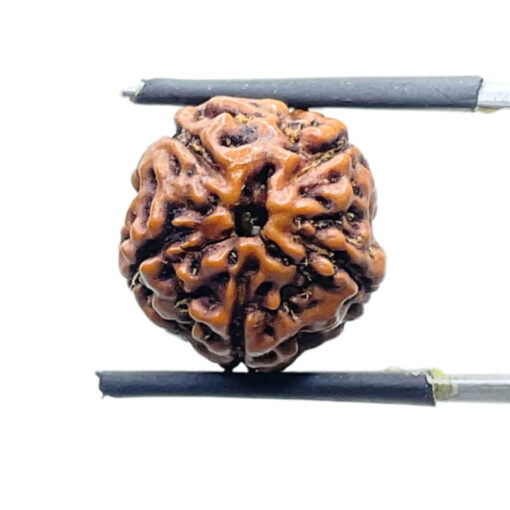 5 Mukhi Rudraksha Nepal - (15.68 mm)