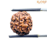 5 Mukhi Rudraksha Nepal - (15.68 mm)