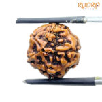 5 Mukhi Rudraksha Nepal - (15.75 mm) BP C