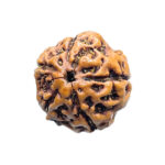5 Mukhi Rudraksha Nepal - (15.75 mm) BP C
