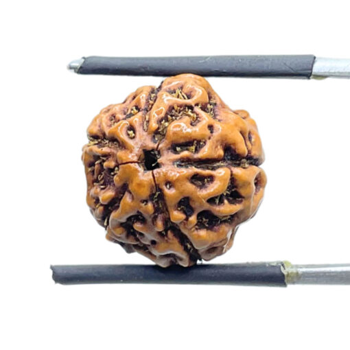 5 Mukhi Rudraksha Nepal - (15.75 mm) BP C