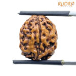 5 Mukhi Rudraksha Nepal - (15.75 mm) BP C