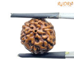 5 Mukhi Rudraksha Nepal - (15.84 mm)