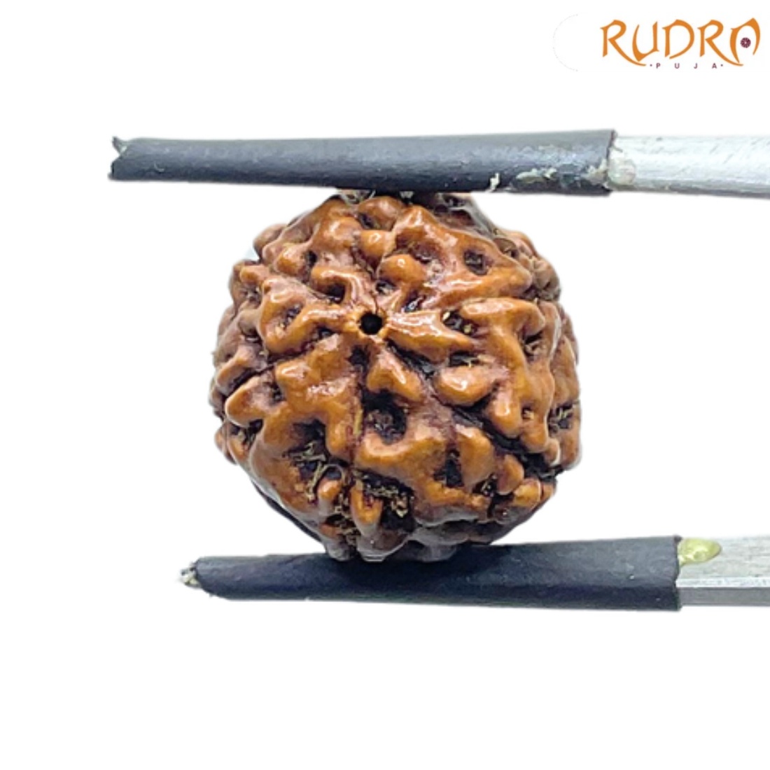 5 Mukhi Rudraksha Nepal - (15.84 mm)
