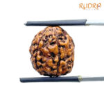 5 Mukhi Rudraksha Nepal - (15.84 mm)