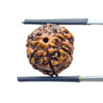 5 Mukhi Rudraksha Nepal - (15.84 mm)
