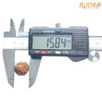 5 Mukhi Rudraksha Nepal - (15.84 mm)